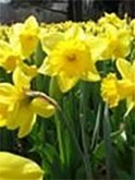 Featured image for American Cancer Society Daffodil Days 2008